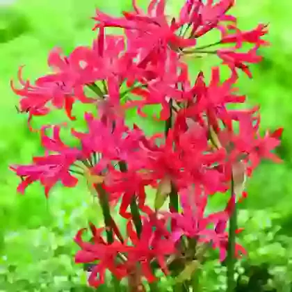 Bowdenii Pearls of Cherry